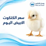 سعر الكتكوت الابيض اليوم