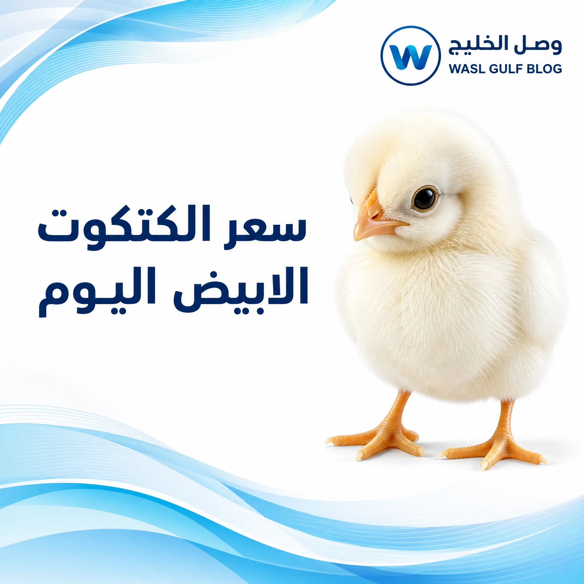 سعر الكتكوت الابيض اليوم